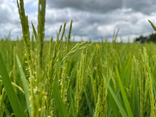 Estoque de arroz para o Brasil está garantido, avisa Federarroz
