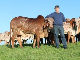 Brazilian Cattle: propriedade de Caxias do Sul é a primeira fazenda gaúcha a aderir ao programa