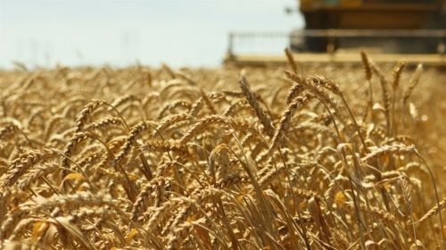 Negociações de trigo no Brasil: produtores avaliam mercado