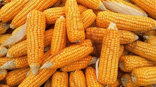 Perdas irreversíveis: piora das lavouras de milho preocupa produtores