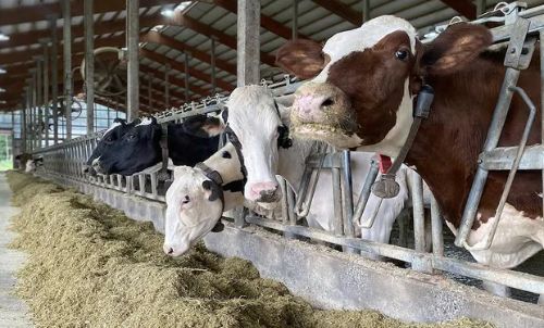 Quais são as maiores fazendas leiteiras do Brasil?