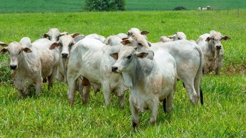 Feriado da Semana Santa prolonga escalas de abates e pressiona mercado do boi gordo
