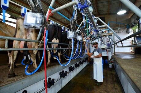 Preço do leite pago ao produtor cai pelo 6º mês seguido