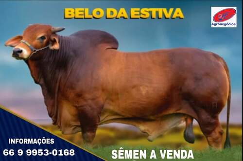 Movimento tímido na comercialização de bovinos em São Paulo