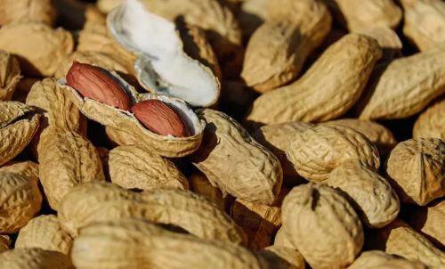 Seca afeta safra de amendoim e produtores de SP negociam medidas para mitigar impacto