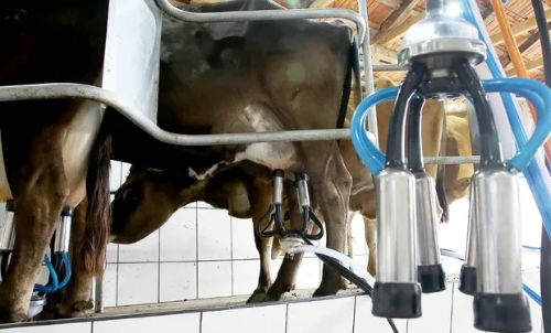 CNA discute desafios para o setor leiteiro