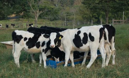 Calor e umidade do verão afetam produção de leite no RS