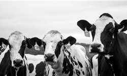 Produtores de leite defendem diminuição do uso de antibióticos no gado