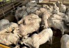 Boi gordo: Agrifatto e Scot indicam continuidade na pressão de baixa na arroba