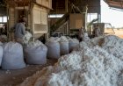 Algodão em MT sobe com vendedor firme e prêmio sobre a exportação