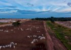 Pecuaristas ampliam uso dos boitéis para acelerar a engorda; entenda