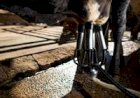 Verticalização e bem-estar animal ganham espaço nos laticínios brasileiros