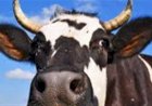 Vacas viram tokens e ampliam acesso ao crédito