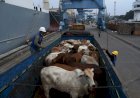 Projeto que proíbe exportação de gado vivo gera reação de pecuaristas no Tocantins