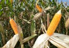 Demanda externa sustenta milho em parte do mercado