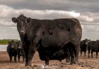 Carne Angus dá início à rota pelo Rio Grande do Sul