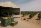 CNA discute exportações, capacitação e sanidade da fruticultura em Juazeiro