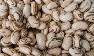 Feijão-carioca inicia safra em SP com qualidade promissora