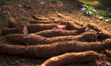 Preço da mandioca sobe e atinge maior valor desde fevereiro