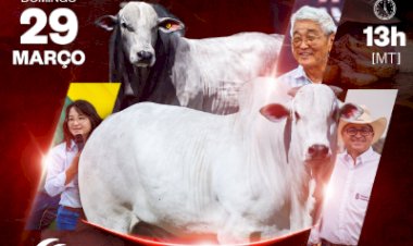 13º LEILÃO VIRTUAL NELORE ARAPONGA