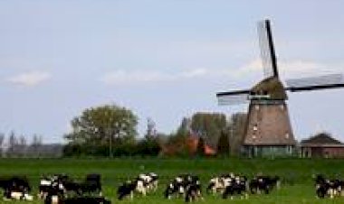 Porque a Holanda está pagando 1.606 euros por vaca leiteira para reduzir o rebanho