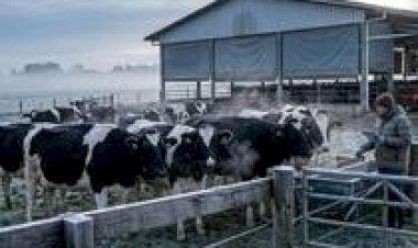 Emater/RS aponta o impacto do frio nas pastagens gaúchas e os desafios da pecuária de leite