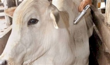 RS é único estado a ter seguro para todo o rebanho bovino