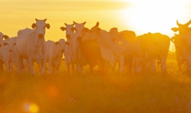 Super El Niño: como reduzir os impactos na pecuária?