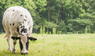 Leucose bovina: o resultado positivo é apenas o começo do diagnóstico