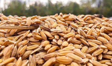 Preço do arroz chega a R$ 74,24 por saca no RS