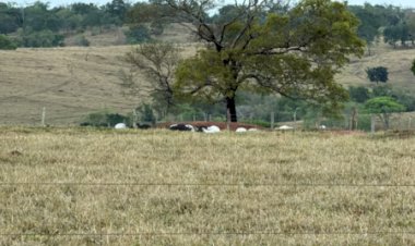 Choque mata dezenas de cabeças de gado que seriam leiloadas em Goiás; veja qual foi o prejuízo