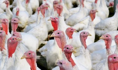Ministério da Agricultura confirma novo foco da doença de Newcastle em Santa Catarina