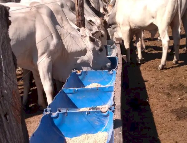 Giro rápido no pasto: conheça a RIP e a TIP