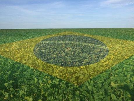 Soja futura apresenta recuperação