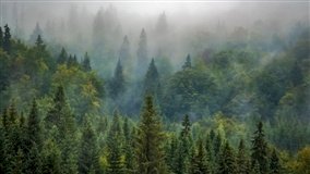 Carbono abre bilionária fonte de renda ao agro brasileiro