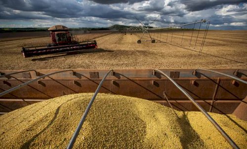 Como ficaram os preços da soja? Cotações variam entre queda e estabilidade em regiões do Brasil