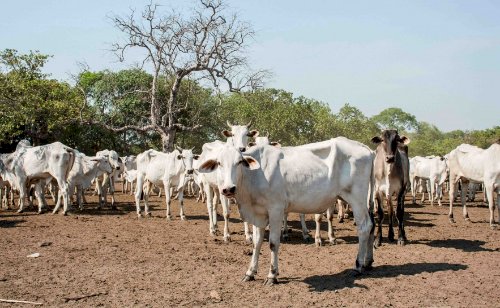MPF recomenda suspensão de novos cadastros de gado na Ilha do Bananal para reforçar combate à pecuária ilegal
