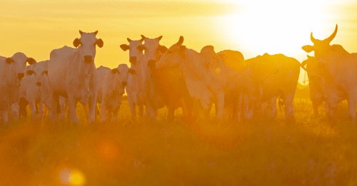 Super El Niño: como reduzir os impactos na pecuária?