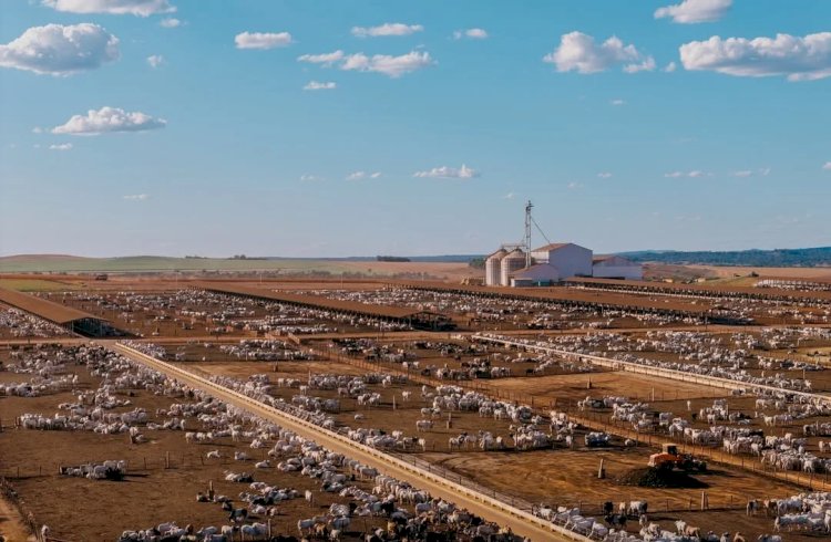Operação pecuária no Tocantins projeta abater 156 mil bovinos em 2026