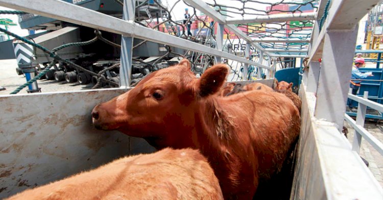 Exportações de bovinos vivos do Tocantins crescem mais de 500porcento no segundo trimestre