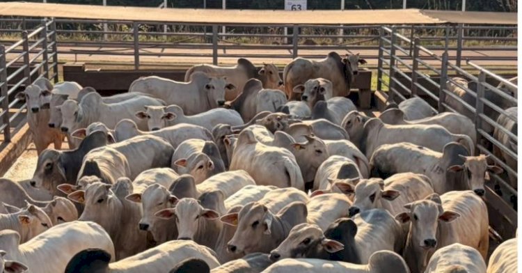 Circuito Nelore de Qualidade : etapa em Vilhena avaliou 1.300 animais