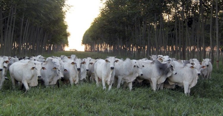 ESALQ/USP e Rede ILPF promovem Fórum sobre o futuro do agro em Piracicaba