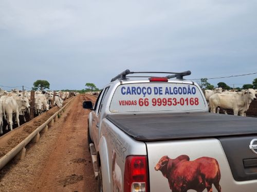 Cotações Agropecuárias, soja, milho e diversos, acompanhe aqui