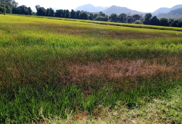 Sem água para irrigação, produtores de arroz do RS abandonam parte das lavouras