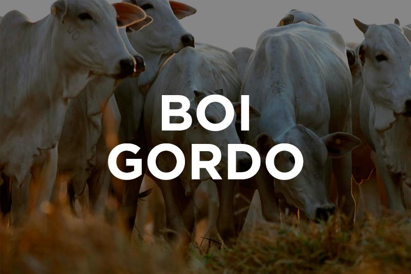 Mercado pecuário: arroba do boi gordo fecha a R$ 315 em São Paulo 