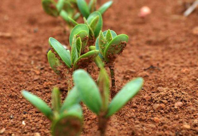 Piauí pode concluir plantio da soja em novembro pela primeira vez