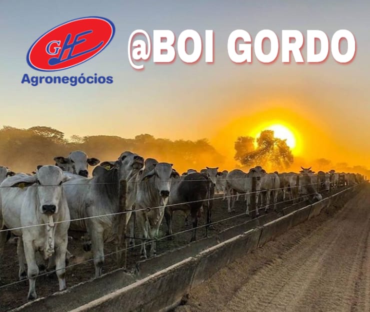 Cotação do boi gordo a R$ 305/@ nesta terça-feira (09)