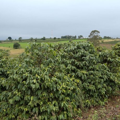 Tempo favorável beneficia colheita do café em Rondônia