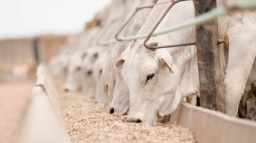 Cotação bovina segue fraca nas praças paulistas