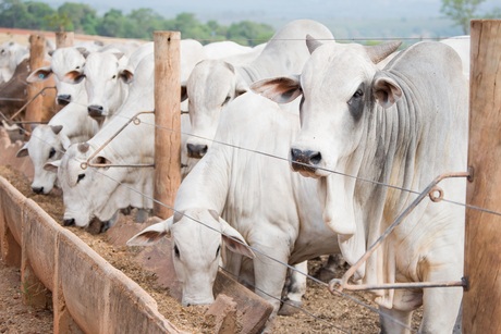 Cotações - Vaca gorda